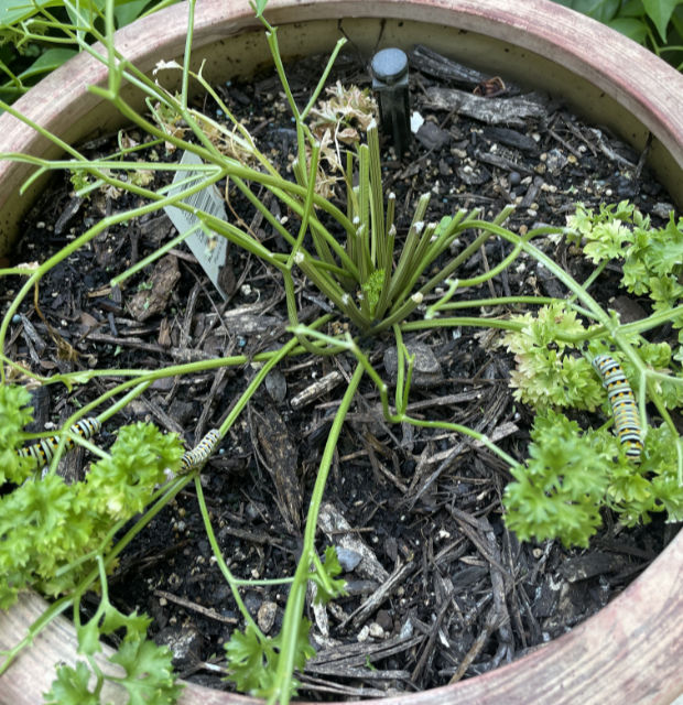 Photo: Black swallowtail caterpillars amid devastated parsley