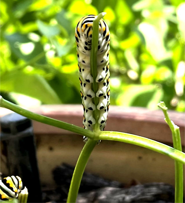 Photo: Black swallowtail caterpillar on a parsley stem, viewed from below