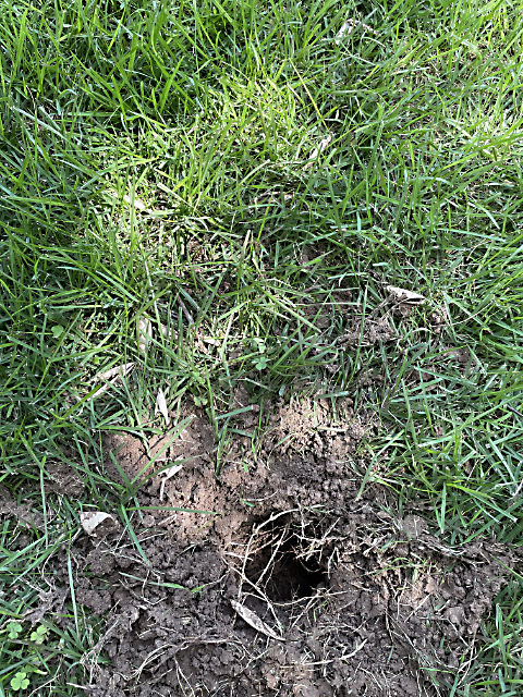 Photo: Ravaged turtle nest in lawn, surrounded by eggshells