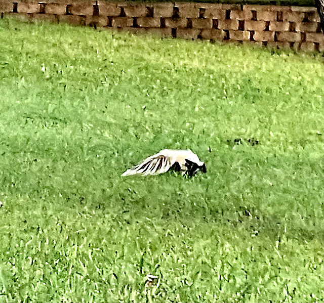 Photo: A skunk that's almost completely white