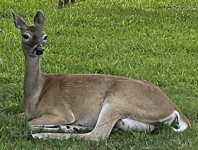 Photo: Whitetail doe, apparently pregnant and ready to give birth, is lying in a lawn