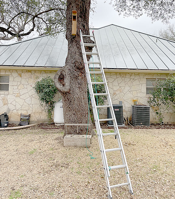 Photo showing owl box mounted on a live oak tree beside our house