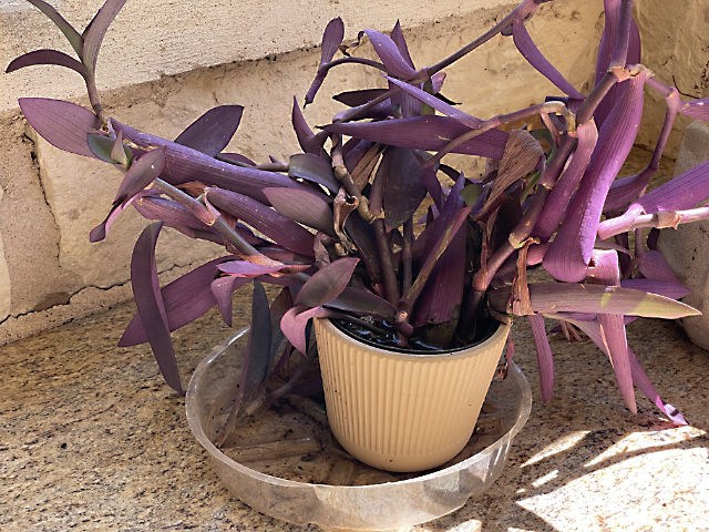 Photo: a mass of purple queen in a flower pot