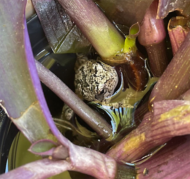 Photo: tiny tree frog hiding among vegetation