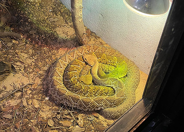 Photo: Rattlesnake in Reptilandia exhibit