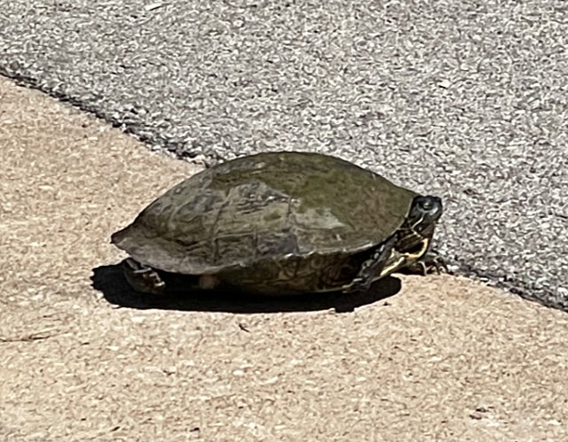 Photo: River cooter contemplating crossing the street
