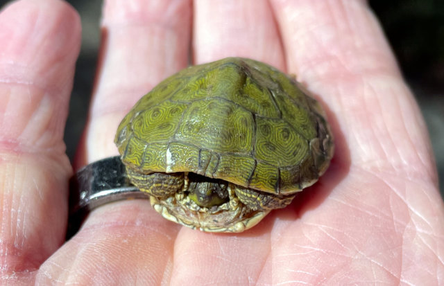 Photo: tiny, perhaps newborn, river cooter turtle
