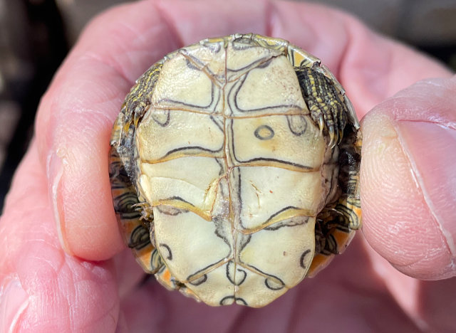 Photo: Underside of tiny, perhaps newborn, river cooter turtle