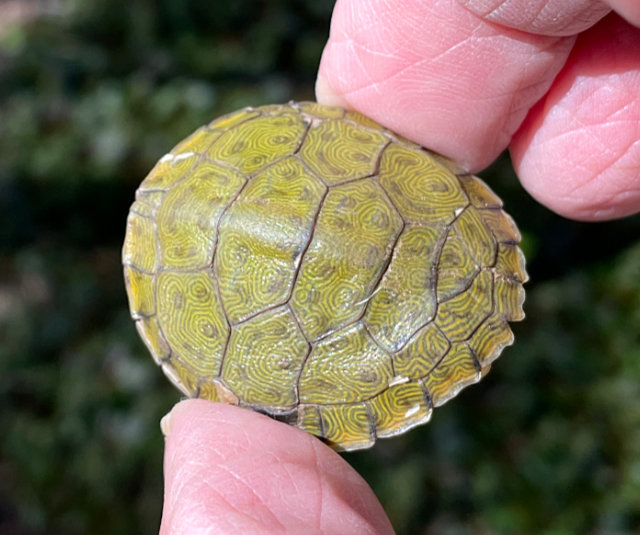 Photo: Carapace of tiny, perhaps newborn, river cooter turtle