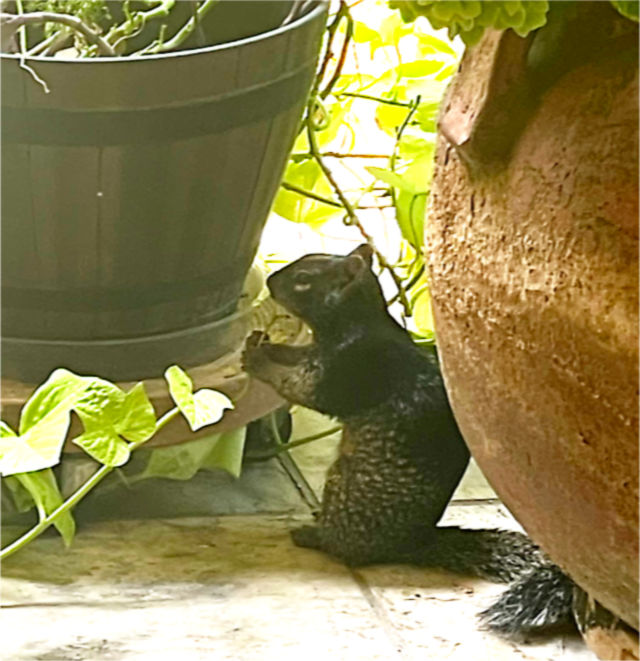 Photo: Rock squirrel nibbling on a sweet potato vine on our front porch