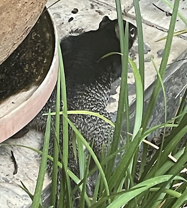 Photo: Rock squirrel lying on our front porch