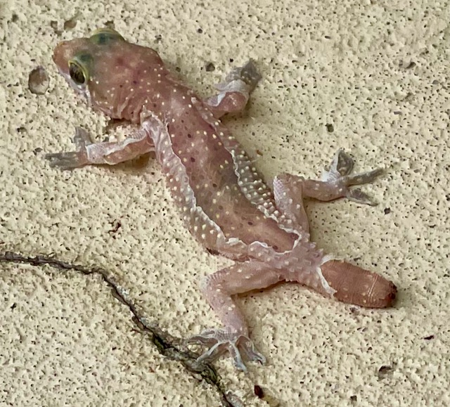 Photo: Tiny Mediterranean gecko in the process of shedding