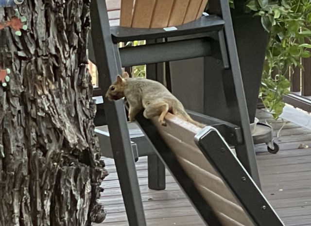 Photo: Squirrel draped over the back of a chaise lounge