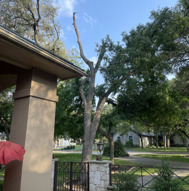 Photo: Damaged cedar elm viewed from our house