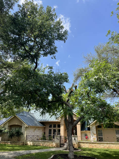 Photo: Cedar elm and pecan tree after clean up by tree service crew