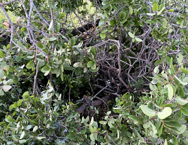 Photo: Downed hawk nest following a storm