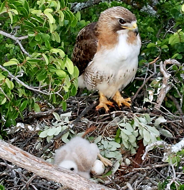 Photo: Adult red-tailed hawk in nest next to tiny hatchling and one unhatched egg
