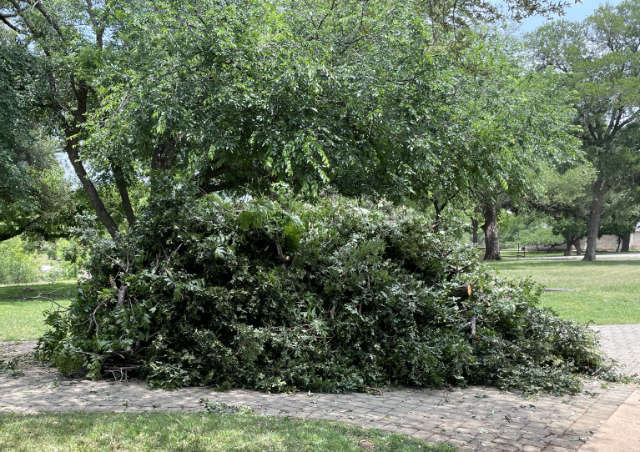 Photo: Big pile of cut limbs stacked in our driveway for pick up and disposal