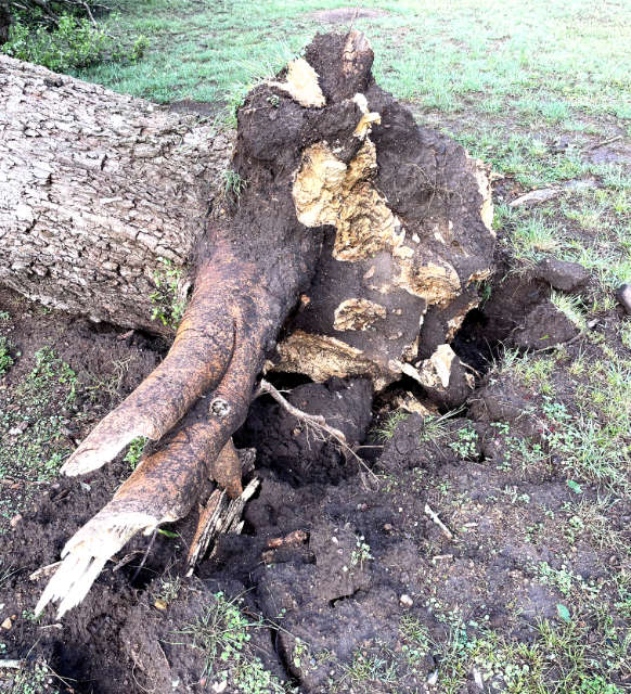 Photo: Base of the uprooted tree