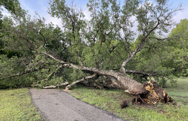 Photo: Uprooted tree in Horseshoe Bay, Texas