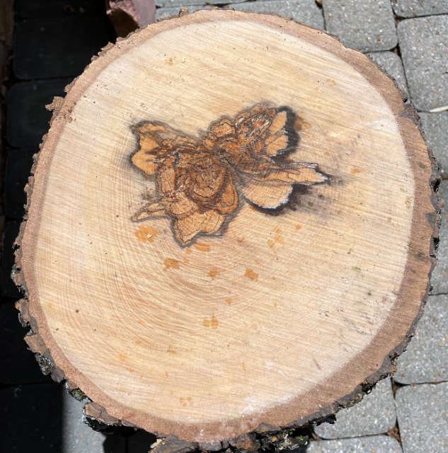 Photo: Cross section of downed tree revealing a beautiful pattern