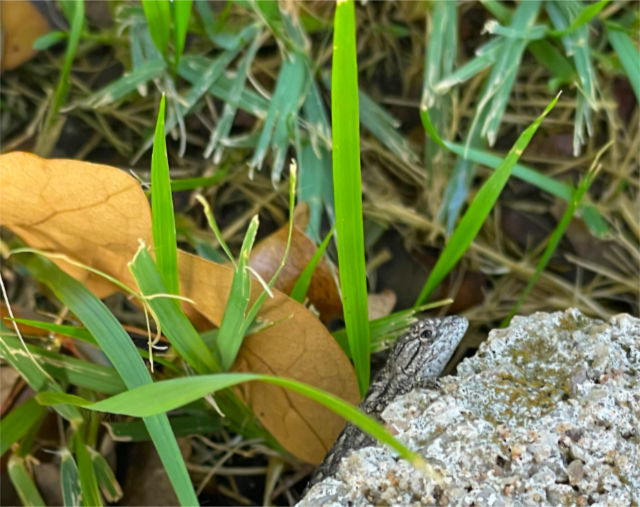 Photo: Tiny Texas Spiny Lizard on a peeking over the edge of a rock