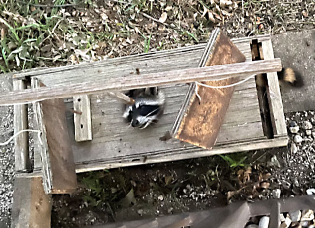 Photo: Trapped raccoon with its head stuck in a hole in the trap
