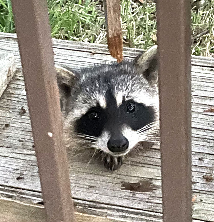 Photo: Raccoon in an armadillo trap