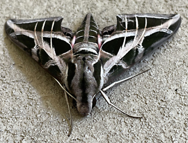 Photo: Vine sphinx moth