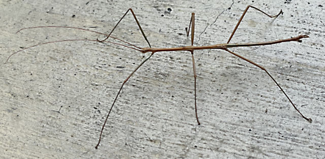 Photo: Walkingstick insect