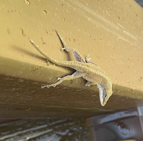 Photo: Carolina anole clinging to a desk post