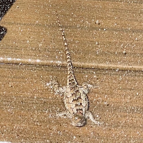 Photo: A very damp Texas spiny lizard