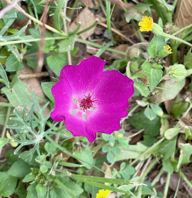 Photo: winecup bloom 