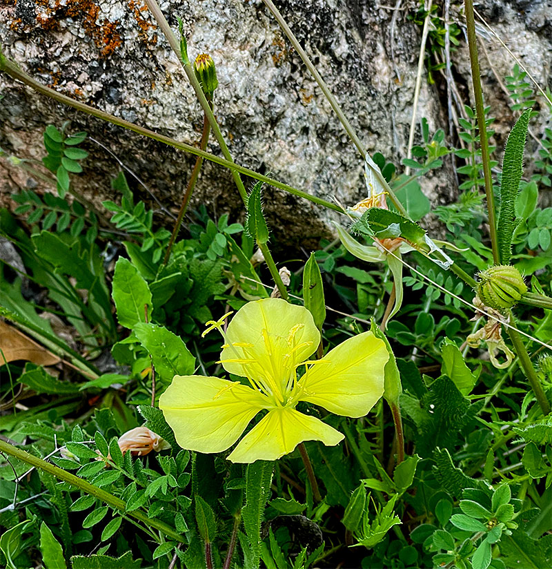 Photo: Yellow wildflower - perhaps a member of the primrose family