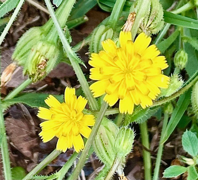 Photo: yellow wildflower - unknown species