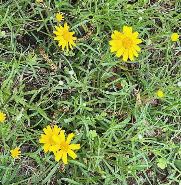 Photo: yellow wildflowers, perhaps of the Senecio genus, and perhaps golden ragwort