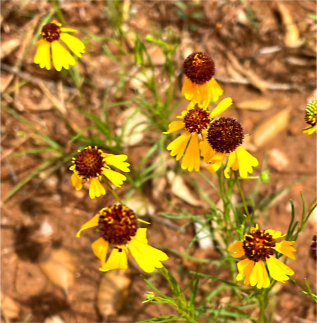 Photo: possibly a cluster of brown-eyed susans (Rudbeckia triloba)