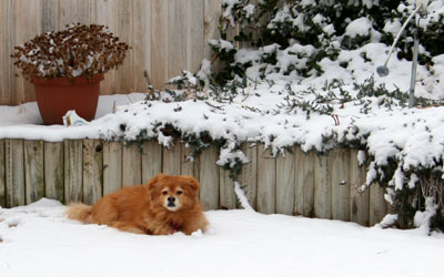 Photo - Abbye lying in snow