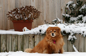 Photo - Abbye sitting in snow