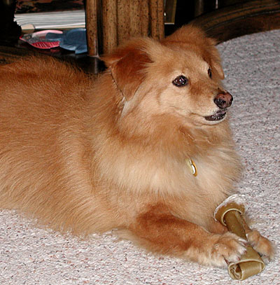 Photo of Abbye with a bone
