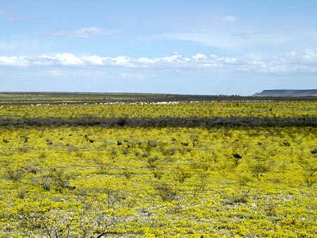 Yellow flowers in a west Texas pasture