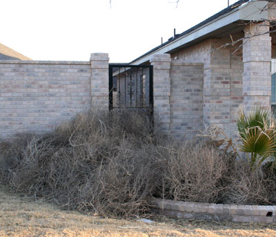 Photo of tumbleweeds piled on front porch