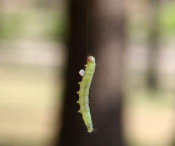 Photo - Oak Leaf Roller caterpillar
