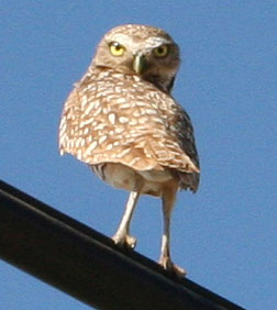 Photo - Burrowing owl on highline