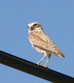 Photo - Burrowing owl on highline