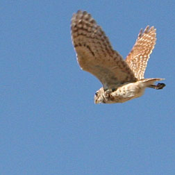 Photo - Burrowing owl in flight