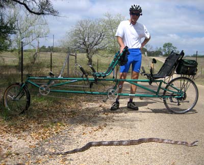 Photo - Rat snake in Gillespie County