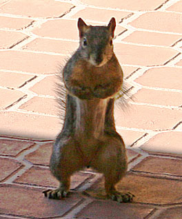 Photo of a squirrel watching us through the back door