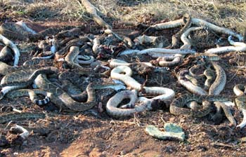 Photo of dead rattlesnakes in Abilene, Texas