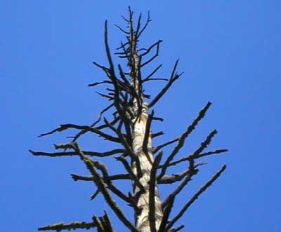 Photo of a dead tree